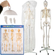 Human skeleton - 170cm Malatec 22583
